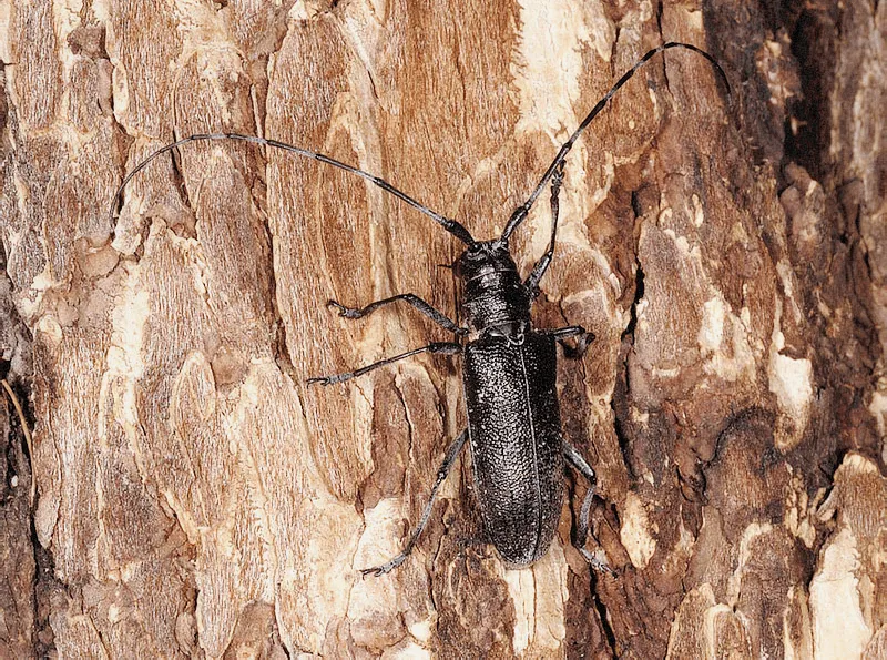 Уничтожение короедов: методы обработки и дезинфекции